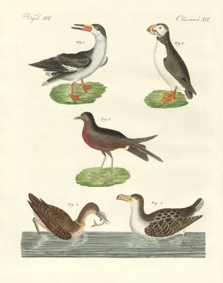 Strange waterbirds from German School, (19th century)