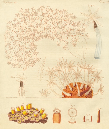 Strange worms, zoophytes from German School, (19th century)