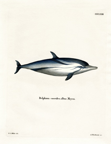 Striped Dolphin from German School, (19th century)