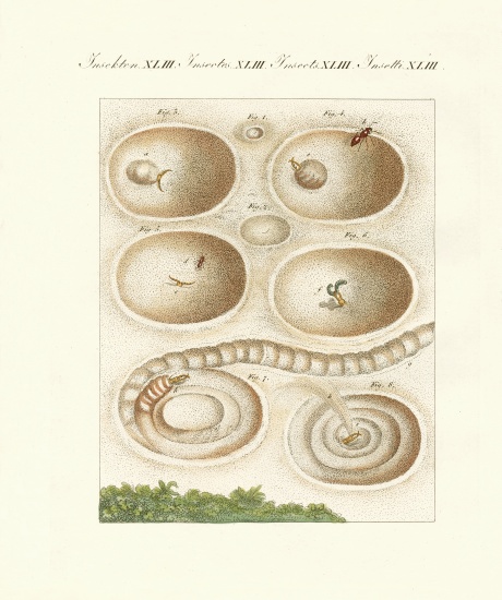 The ant-lion in his catch cave from German School, (19th century)