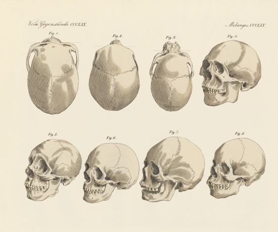 The cranial of the five human races from German School, (19th century)