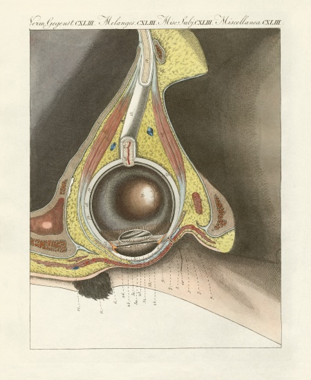 The facial organ illustrated through the human eye from German School, (19th century)