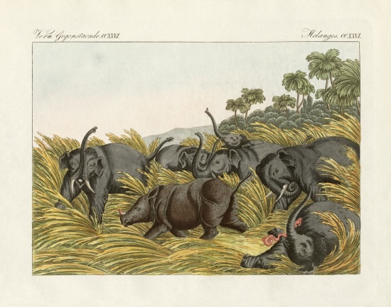 The fight of the rhinoceros with the elefants from German School, (19th century)