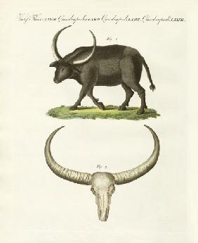 The giant buffalo