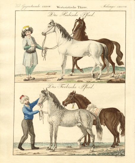 The horse with its different kinds from German School, (19th century)