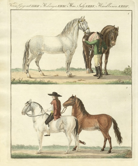 The horse with its different kinds from German School, (19th century)