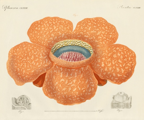 The largest of all known flowers from German School, (19th century)