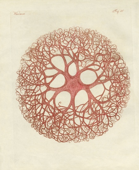 The Medusa star from German School, (19th century)