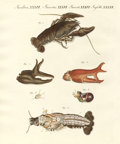 The nasty river-crab from German School, (19th century)