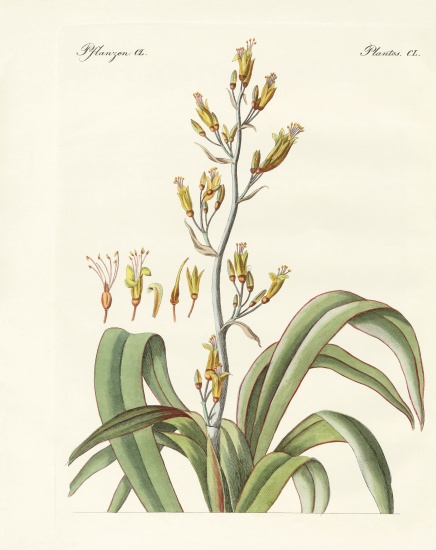 The New Zealand flax from German School, (19th century)