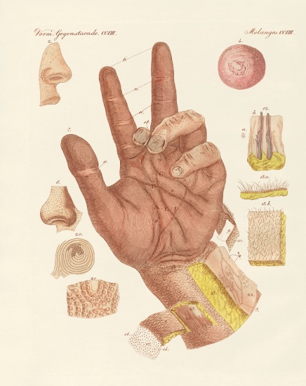 The sense, or view of the human skin from German School, (19th century)