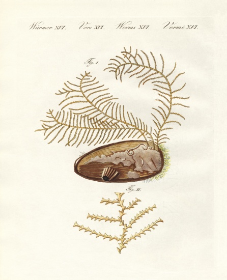The sertularian hydroid from German School, (19th century)