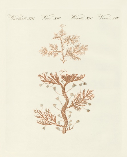 The winding sertularia or base coralline from German School, (19th century)