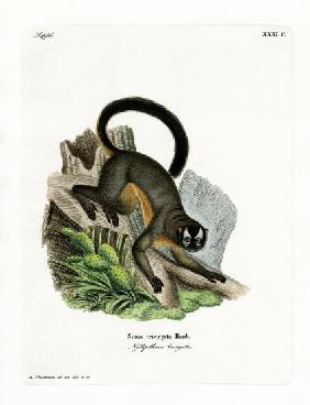 Three-striped Night Monkey