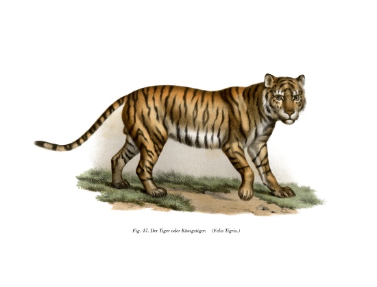 Tiger from German School, (19th century)