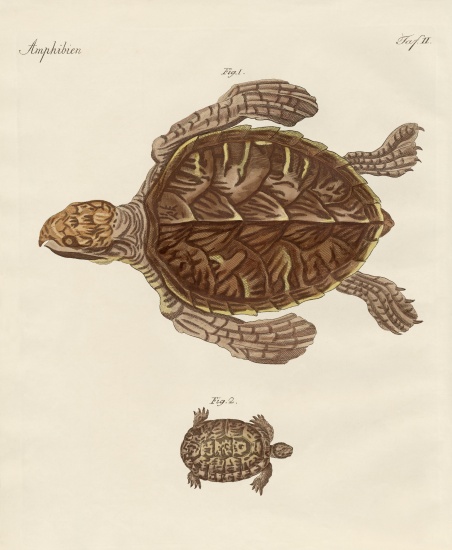 Tortoises from German School, (19th century)