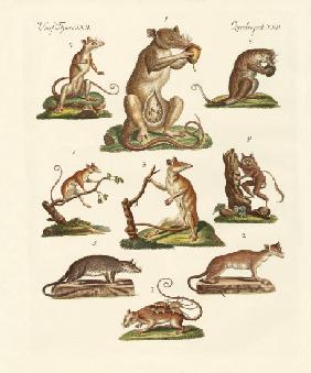 Various kinds of marsupials