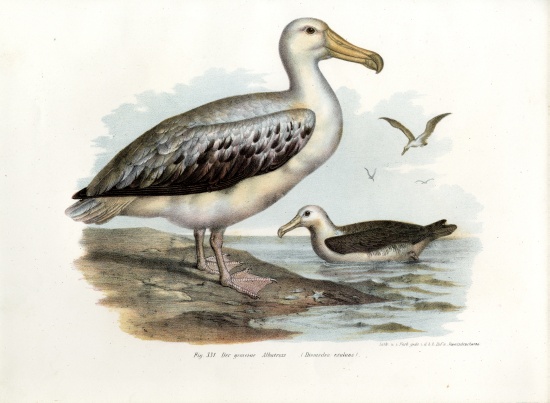 Wandering Albatross from German School, (19th century)