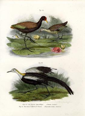 Wattled Jacana