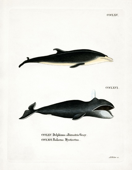 White-beaked Dolphin from German School, (19th century)