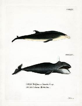 White-beaked Dolphin