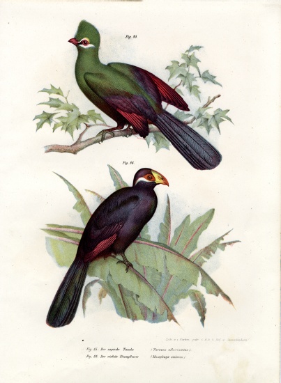 White-crested Turaco from German School, (19th century)