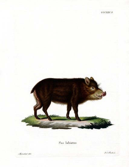 White-lipped Peccary from German School, (19th century)