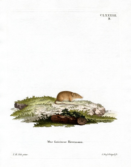 White-toothed Shrew from German School, (19th century)