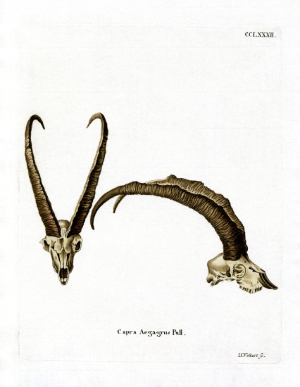 Wild Goat Horns from German School, (19th century)