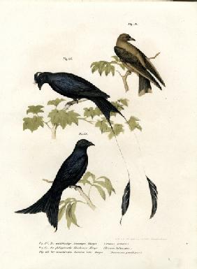 Wood Swallow