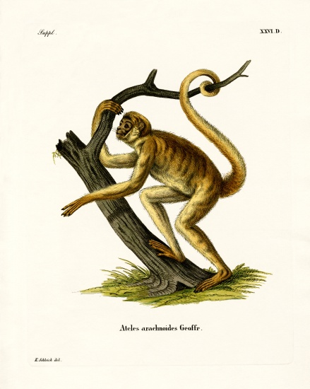 Woolly Spider Monkey from German School, (19th century)