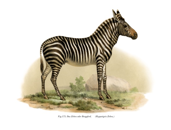 Zebra from German School, (19th century)