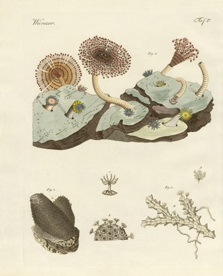 Zoophytes and animal plants from German School, (19th century)