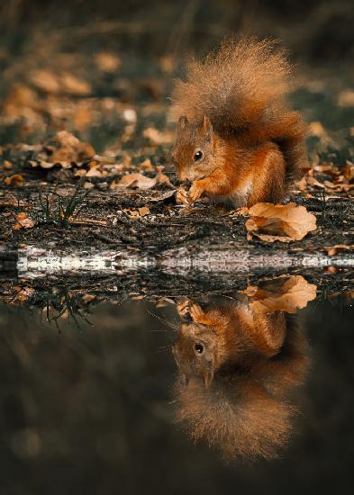 Reflection of a red squirrel