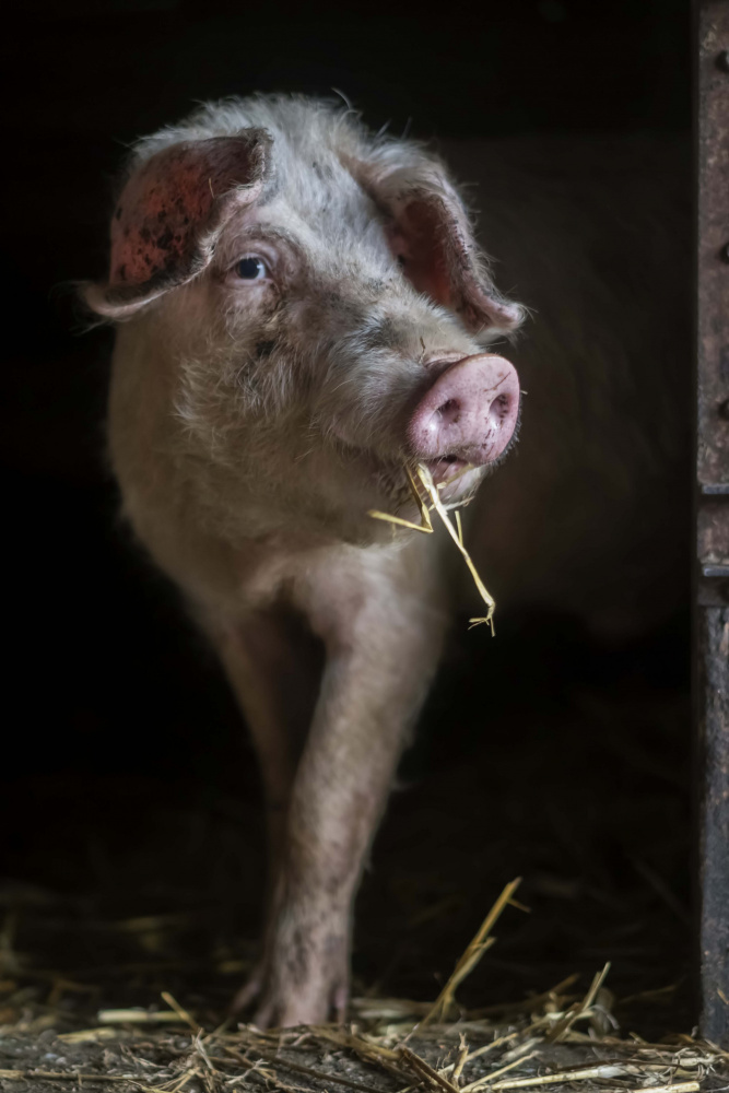 The luscious pig from Gert van den Bosch
