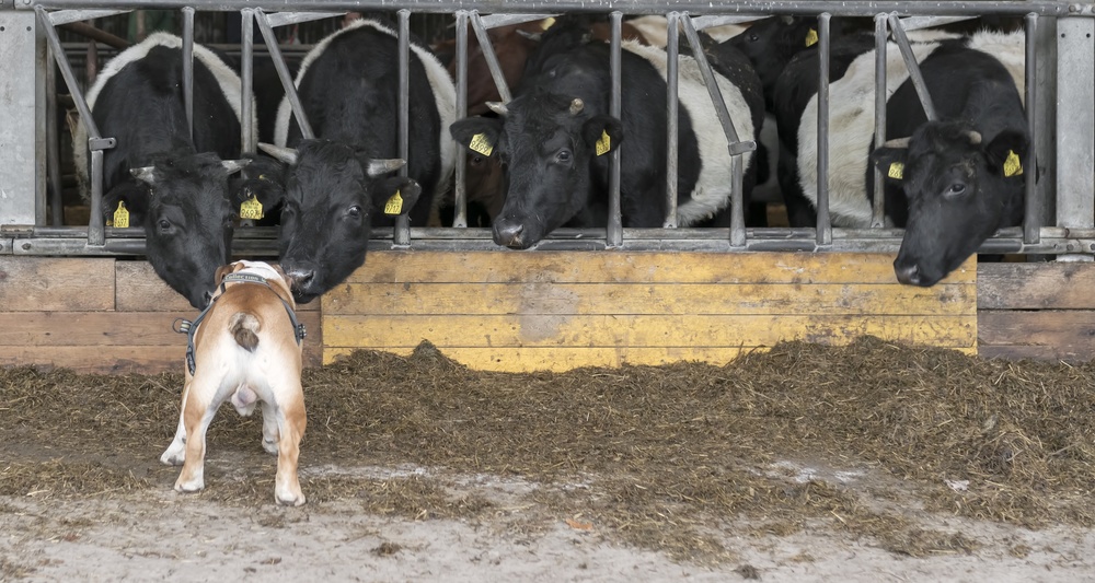 Listen up, cows! from Gert van den Bosch