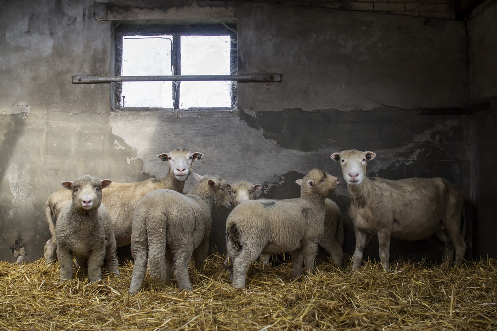 Sheep-ish from Gert van den Bosch