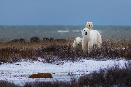 Mother bear with cubs, Hudson bay in the background