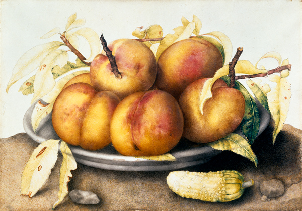 G.Garzoni / Plate of peaches. from Giovanna Garzoni