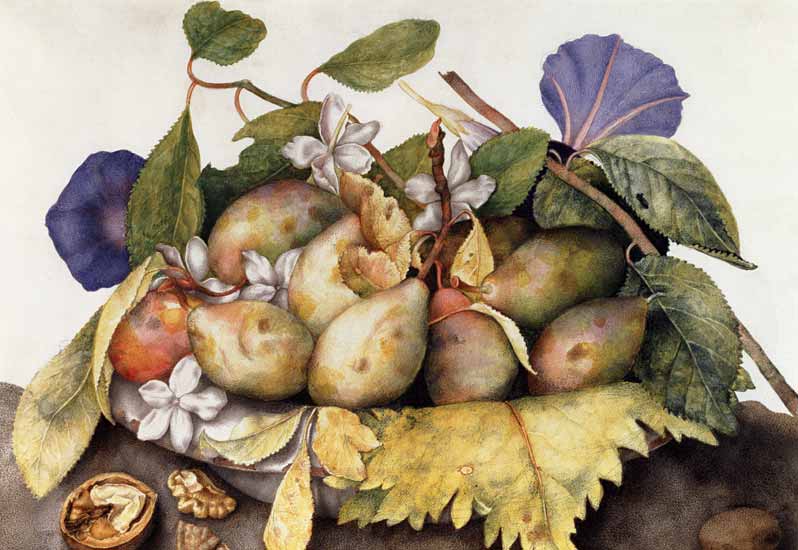 Still life with Plums, Walnuts and Jasmine  on from Giovanna Garzoni