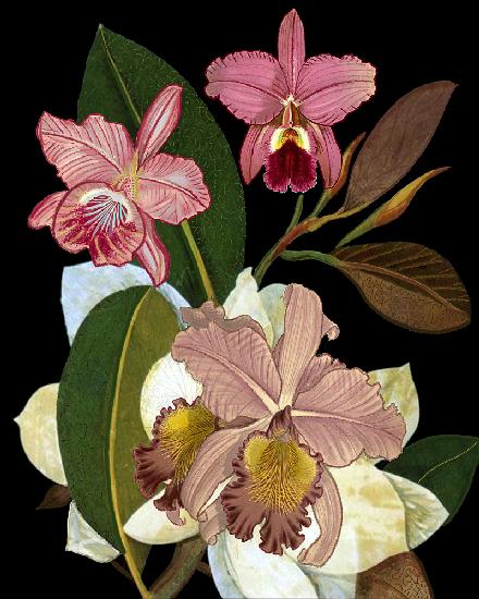Orchids for Phyllis Botanical Art Print.png