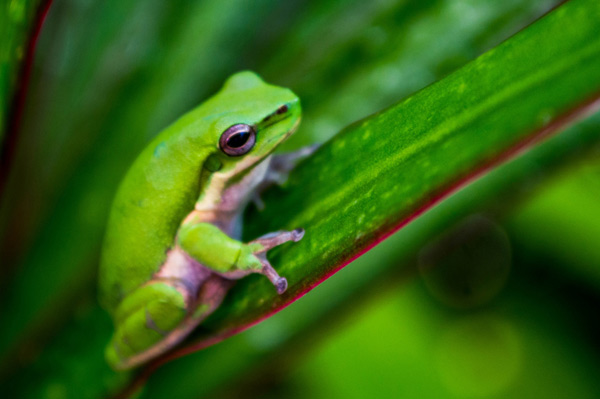 Australian Tropical Frog 3 from Giulio Catena