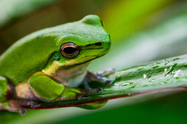 Australian Tropical Frog 1 from Giulio Catena