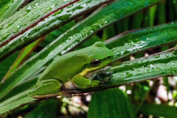 Australian Tropical Frog 4 from Giulio Catena