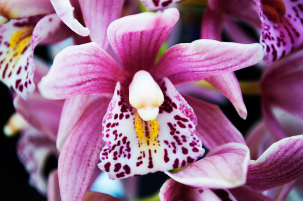Orchid 16 from Giulio Catena