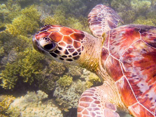 Australian Tropical Reef Turtle 1