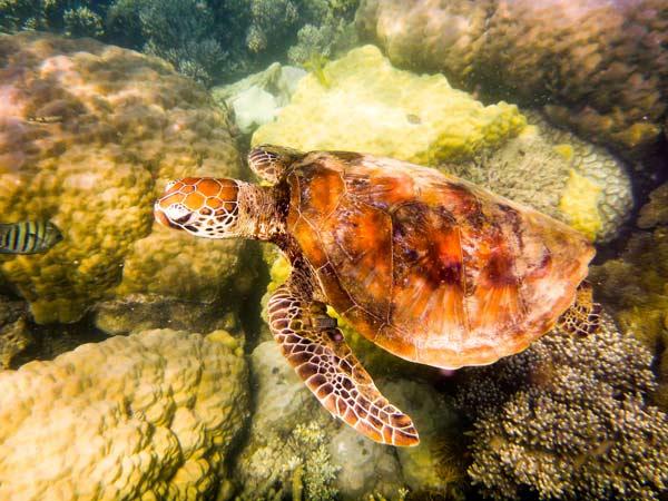 Australian Tropical Reef Turtle 2