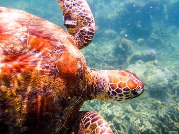 Australian Tropical Reef Turtle 3