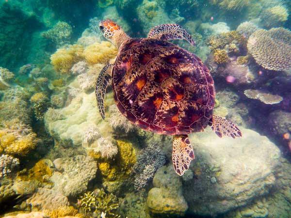 Australian Tropical Reef Turtle 4