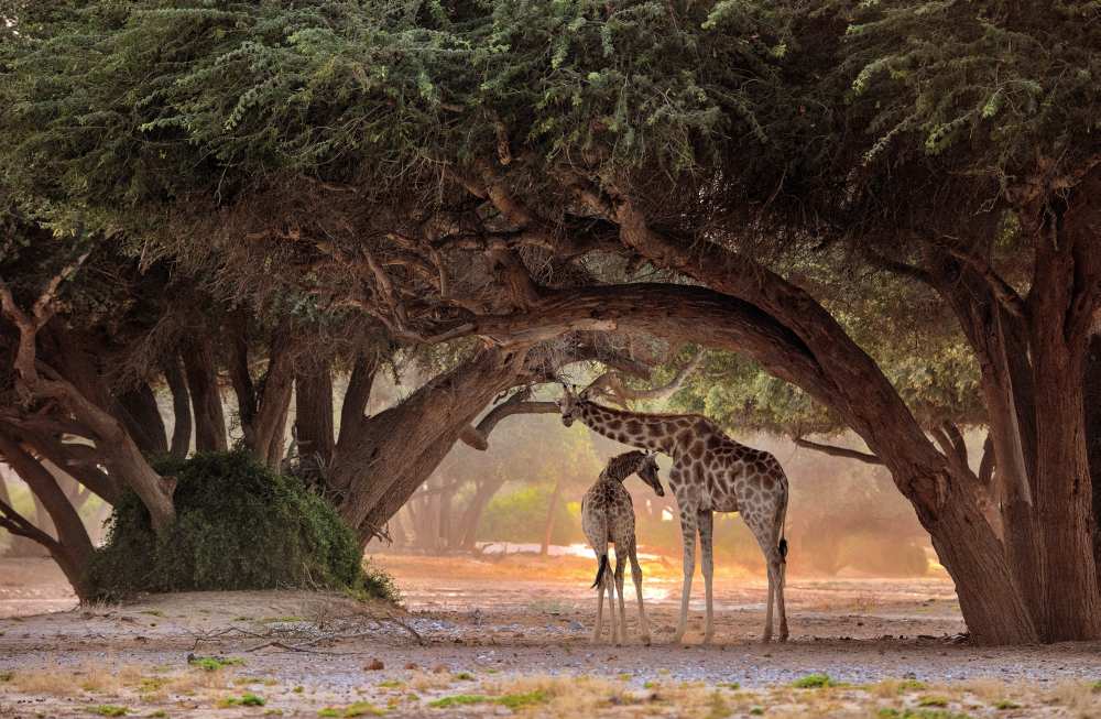 Giraffe - Namibia from Giuseppe D 'Amico
